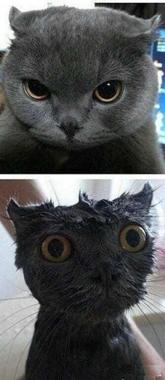 猫咪